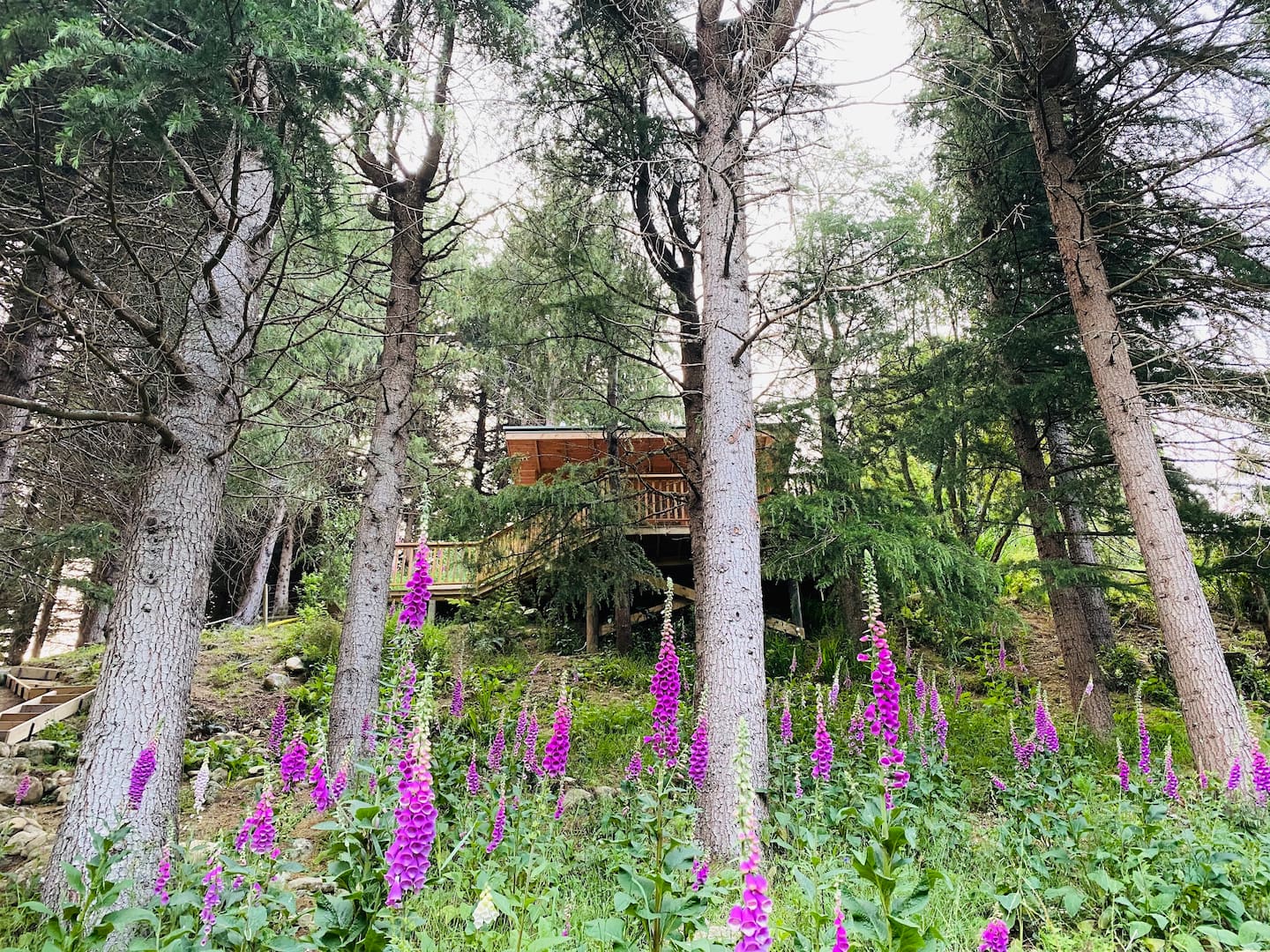 Surrounded by Nature Treehouse Rental
