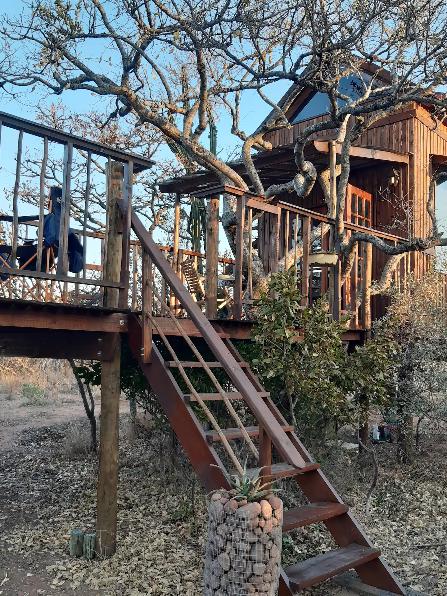 Two Trees on Piece of Africa Airbnb